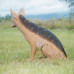 Wildcrete Jackal